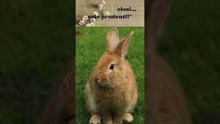 "Perché i conigli ‘mangiano’ tutto il giorno" #shorts #curiosità #cute #viralvideo #rabbits