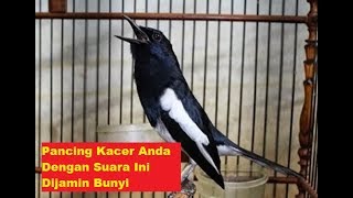 PANCINGAN SUARA BURUNG KACER PALING DICARI