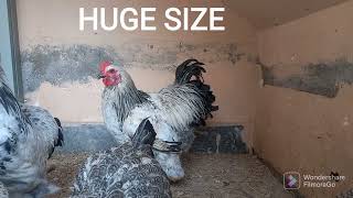 Brahma Hen Complete Video