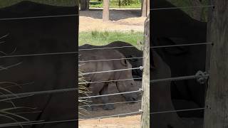 White Rhino. Their name comes from a misinterpretation of the Dutch word “wijd,” meaning “wide.”