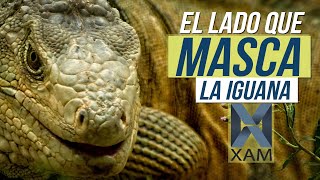 El Lado Que Masca La Iguana