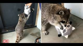 The Best Kept Secrets About Raccoons Pictures Compilation