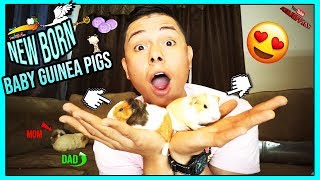 Newborn Guinea Pigs | Adorable 1 Day Old