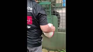 Gorila makan buah-buahan di ragunan zoo