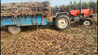 Swaraj 855 full loaded trolley। स्वराज फुल लोड ट्रॉली🚜