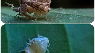 Planthopper nymph drops wax filament #freaky #shorts