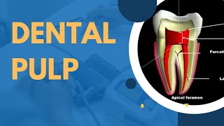 #DENTAL PULP # Anatomy & function #