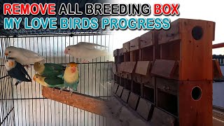 JALDHI BREEDING BOX HATANE KE BENEFITS | MY LOVE BIRDS PROGRESS | AA BIRDS INFORMATION