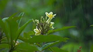 A close up shot of rain falling on a flower in Bali