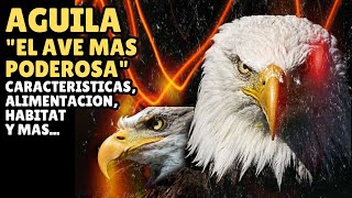 EL AGUILA "EL AVE MAS PODEROSA" (CARACTERISTICAS, ALIMENTACION, HABITAT Y MAS...)