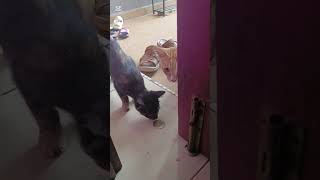 Kucing beratur masuk rumah #shorts