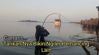 Pertama Diremehkan Pemancing Lain Setelah Dapat baronang tompel Langsung Heboh