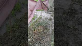 watering paddy plants #shorts #nature #villagelife