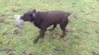 Labradors Chester & Delilah.