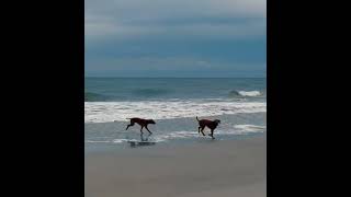 Vizsla Florida beach dog sand ocean joy #vizsla #puppy #florida #beach ch