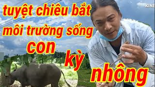 Tuyệt Chiêu Bắt Và Môi Trường Sống Để Tìm Kiếm Con Kỳ Nhông.Mồi Chuẩn Đi Bẩy Chim Bìm Bịp Hiệu Quả..