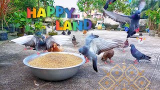 Happy Land: Pigeons Feast in a Big Bowl of Joy!