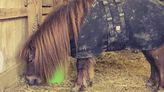 CAVALLO HOOF BOOTS GIVE A MINI HORSE WITH LAMINITIS / FOUNDER A CHANCE!