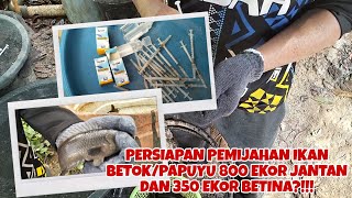 PEMIJAHAN IKAN BETOK/PAPUYU BERSKALA BESAR 800 EKOR JANGAN 350 EKOR BETINA, PERSIAPAN 3 CARA INI!!!