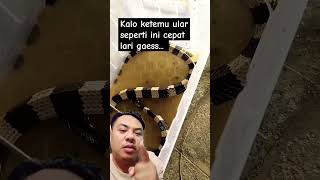 Ngeriii kali bisa nya, ular sangat mematikan #snake #reptiles #ular #animals