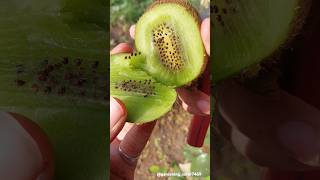 Fruit farming 🥝🥝 #seasonal #fruit #farming #rurallife #satisfying  @gardening_lover7469