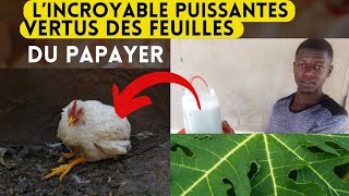 l'incroyable puissantes vertus des feuilles du papayer