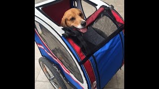 Beagle in carrozza