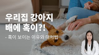 강아지 배에 혹이 생기는 이유는 무엇인가요?