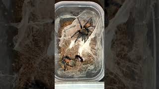 ⚠️ Chromatopelma cyaneopubescens 🕷️ FEEDING 19 🥧 #tarantula #vogelspinnen #tarantulafeeding