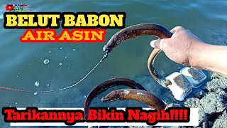 NGUREK BELUT BABON || Di Tambak Bandeng