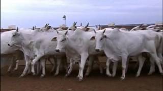 3º Dia Campo Fazenda Segredo em Bataguassu 2011