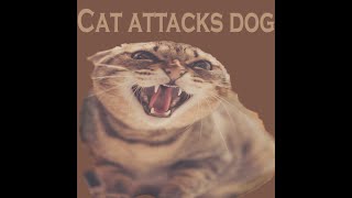 Cat attacks dog - cat attacks dog walker, cat attacks.