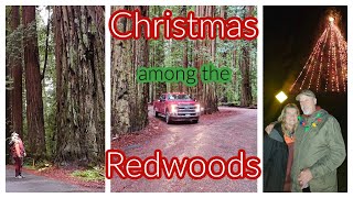 Experience the magic of Redwood Forest & the Largest Christmas tree in the USA.