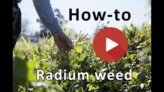 How to ID radium weed