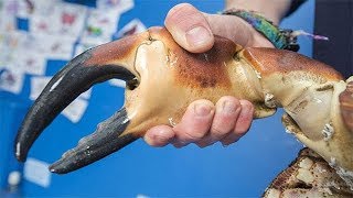 陽澄湖大閘蟹好吃嗎？為什麼那麼貴！|Are Chinese hairy crabs delicious? Why so expensive!