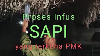 Proses Infus Sapi yang Terkena / terpapar PMK