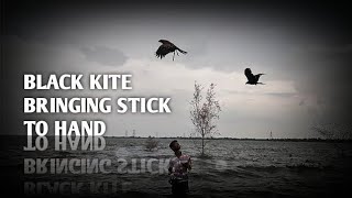 Amazing black kite bringing stick to me | chil training 💯💯💥