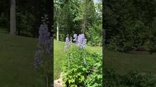 Delphiniums blooming at the cottage garden #garden #gardening #delphinium #flowers #cottagelife