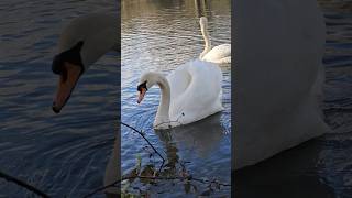 The swans are feeling the chills 🦢🦢 #animals #music #shorts