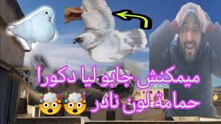 ميمكنش عاوتني جابو ليا دكورا حمامة لون نادر وجميل شوفو كيفاش شديتها 😂😂 تبعو فديو من لول الأخير