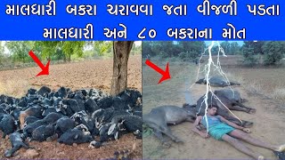 આજ ના મોટા સમાચાર : માલધારી બકરા ચરાવવા જતા વીજળી પડતા માલધારી અને ૮૦ બકરાના મો*ત