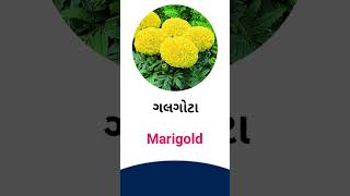 Merigold meaning in Gujarati - English dictionary