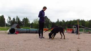 Beauceron Ikra (10 months): baby-agility in August 2016