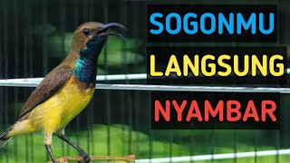 SOGON mu langsung nyaut, pancingan SOGON bahan biar mau bunyi