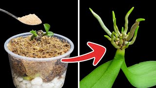 Very simple! Just 1 spoon is the orchid sprouts and roots immediately