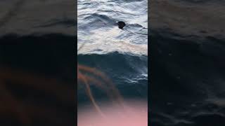 Basking Shark Encounter - Scholastic Expeditions Channel Islands Program