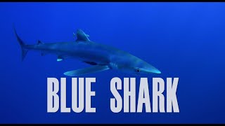 BLUE SHARK 🔵. 4K