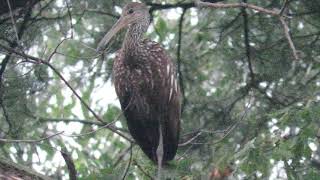 Limpkin