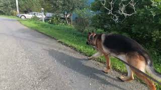 German shepherd on walk. Eros på tur. 17.09.2024. still you tubes most boring video part 2