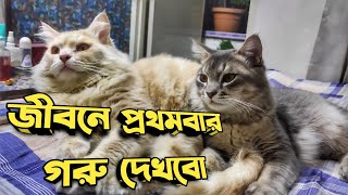 ৩ বিলাই জ্বালায় শেষ করে দিল || Cat activities in open space || Purbasha Agro